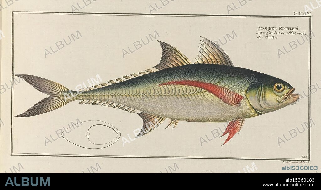 D. Marcus Elieser Bloch's, ausübenden Arztes zu Berlin, Oeconomische Naturgeschichte der Fische Deutschlands, Berlin, Auf Kosten des Verfassers und in Commission bei dem Buchhändler Hr. Hesse, 1782-1795, fish, Berlin, Germany, ichthyology, fishes, scad, zoology, engravings, hand coloring, early works, pictorial works, This illustration features a detailed representation of a fish, identifiable by its elongated body and streamlined shape. The fish is adorned with vibrant colors, including a striking combination of green, yellow, and red hues that accentuate its scales and fins. The head of the fish is prominently displayed, showcasing its large eyes and distinct mouth, which suggest an agile predator. Accompanying the main depiction is a smaller silhouette of the fish, providing a profile view that emphasizes its shape. The illustration is meticulously labeled, indicating the species name, 'Scomber Rottleri,' and includes the artist's signature, adding authenticity to this scientific study of marine life.