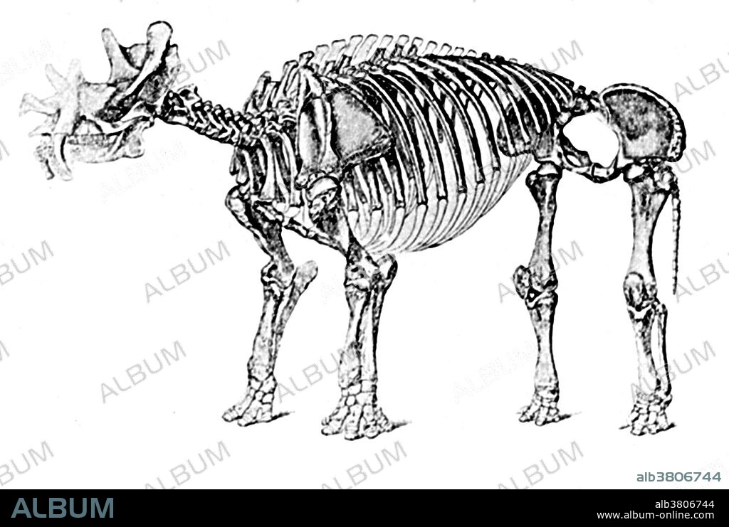 Uintatherium (Beast of the Uinta Mountains) is an extinct genus of herbivorous mammal that lived during the Eocene epoch. It includes a single species, U. anceps. They were similar to today's rhinoceros both in size and in shape, although they are not closely related. Uintatherium was a large browsing animal. Its most unusual feature was the skull, which is both large and strongly built, but simultaneously flat and concave: this feature is rare and not regularly characteristic of any other known mammal except in some brontotheres. This animal appeared during Cenozoic era, from about 65 million years ago to the present. The Cenozoic Era is characterized by the formation of modern continents and the diversification of mammals and plants. Grasses also evolved during the Cenozoic. The climate was warm and tropical toward the beginning of the era and cooled significantly in the second half, leading to several ice ages. Humans first appeared near the end.