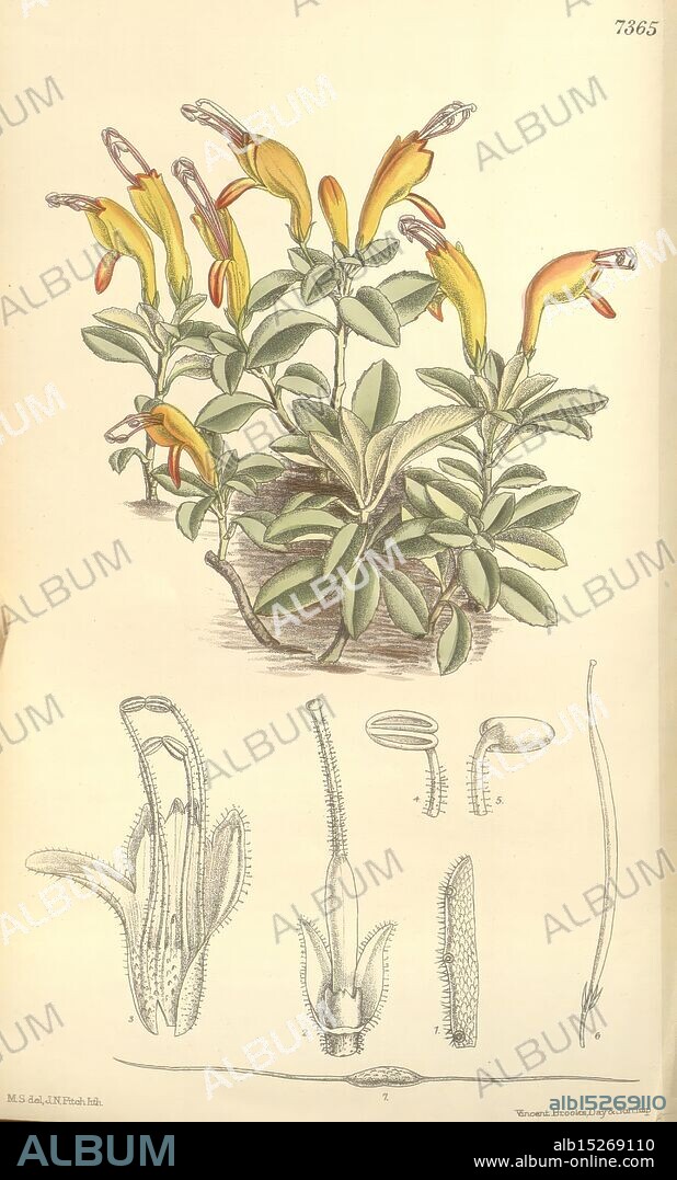 Curtis's Botanical Magazine London New York Botanical Illustration Botany Periodicals Pictorial Works Plants Ornamental Matilda Smith Aeschynanthus Hildebrandii Women in Science, The illustration depicts a flowering plant characterized by elongated, tubular yellow blossoms that emerge from vibrant green leaves. The overall structure of the plant appears bushy, showcasing multiple stems and clusters of blossoms. Below the main plant, detailed diagrams exhibit various botanical features, including a close-up of the flowers, a cross-section of the stem, and intricate depictions of the plant's reproductive structures. Each labeled section provides insight into the anatomy of the plant, emphasizing its unique characteristics and contributions to its ecosystem.