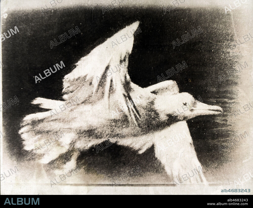 Le vol de la mouette. Image provenant d'une serie de chronophotographies par jules Etienne MAREY (1830-1904), realisee vers 1885. Credit : JEAN VIGNE / KHARBINE-TAPABOR.