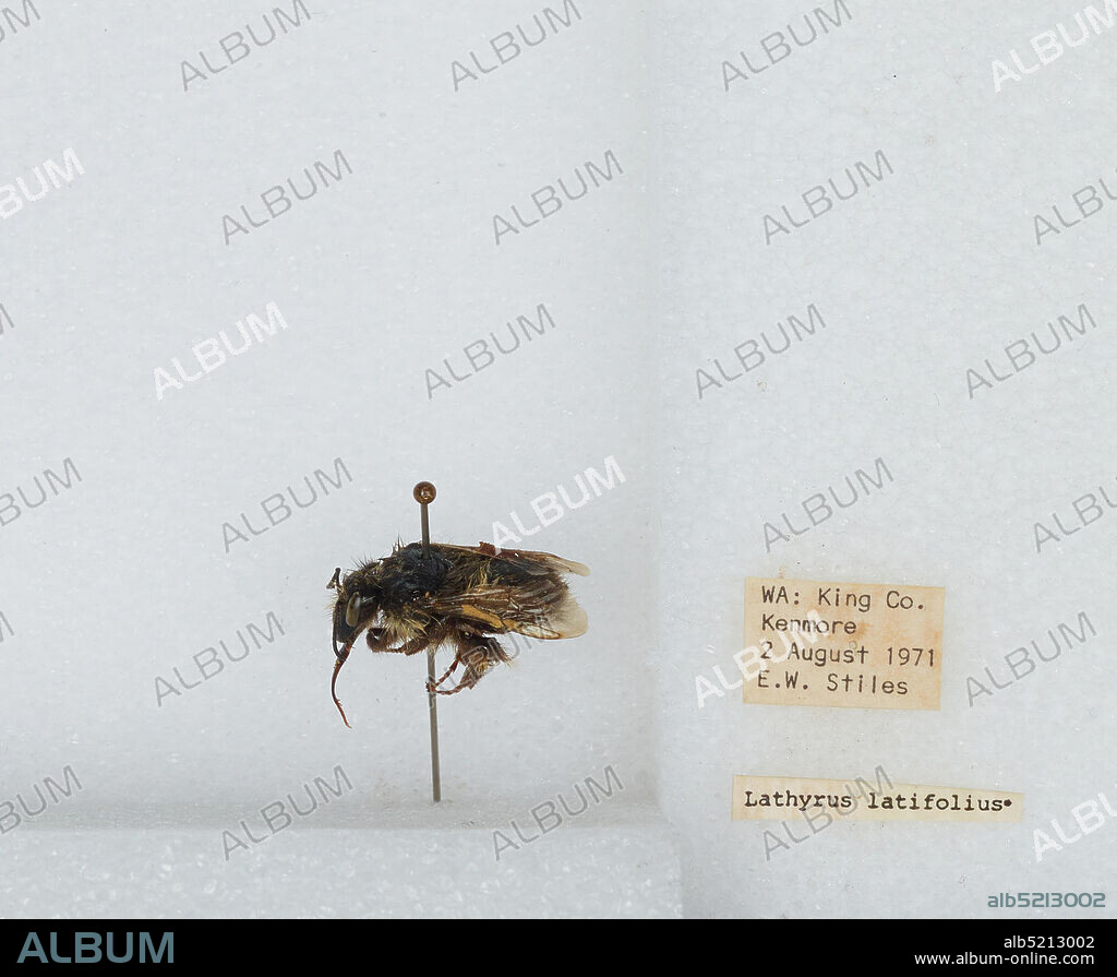 Kenmore, King, Washington, United States, Bombus (Pyrobombus) flavifrons Cresson, 1863, Animalia, Arthropoda, Insecta, Hymenoptera, Apidae, Apinae.