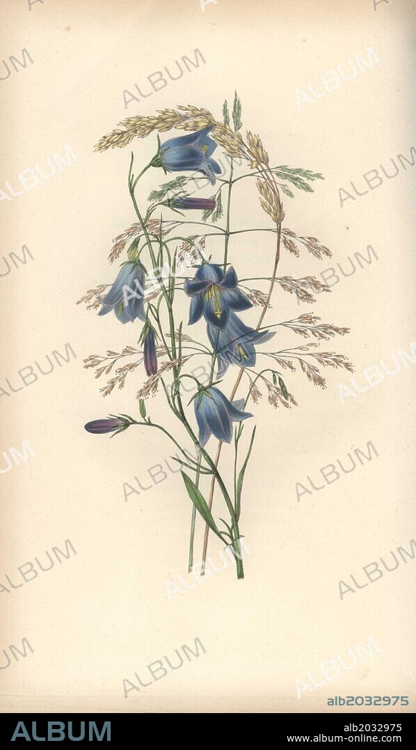 Harebell, Campanula rotundifolia, and grass varieties, Gramen. Handcoloured botanical illustration drawn and engraved by William Clark from Rebecca Hey's "Moral of Flowers," London, Longman, Rees, 1833. Mrs. Rebecca Hey was a Victorian writer, poet and artist who wrote "Spirit of the Woods" 1837 and "Recollections of the Lakes" 1841. William Clark was former draughtsman to the London Horticultural Society and illustrated many botanical books in the 1820s and 1830s.