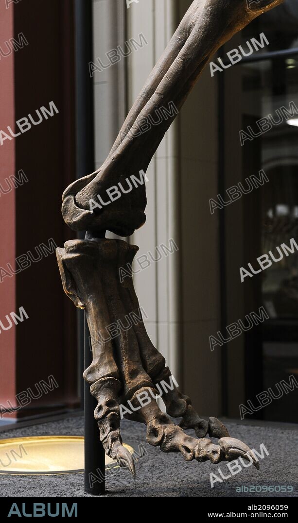 Allosaurus, dinosaurs terópodos alosáuridos. He lived at the end of the Jurassic period and at the beginning of the Cretaceous, about 156 and 144 million years ago, in the Kimeridgian, the Titonian, in what is now North America and Europe. Reproduction of a specimen in the room of the dinosaurs. Detail lower extremity. Museum fur Naturkunde. Berlin. Germany. Europe.