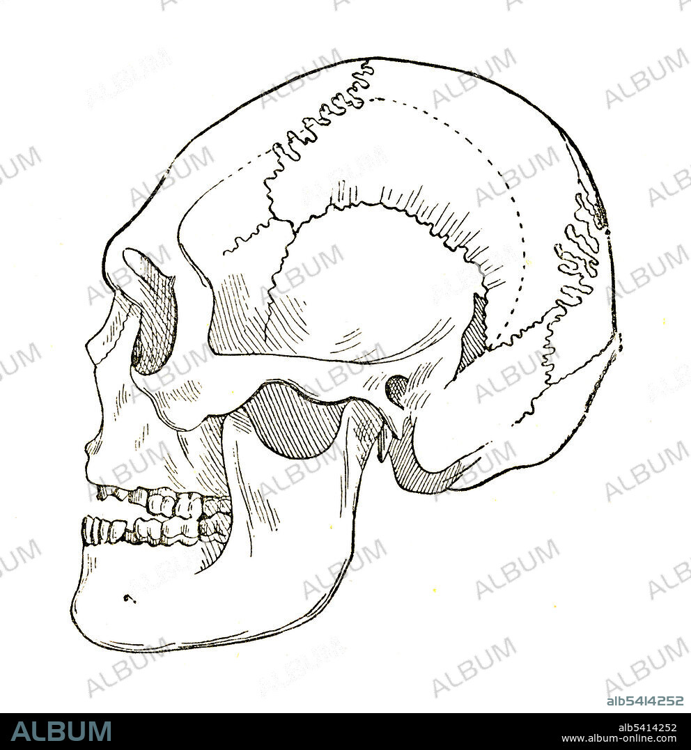 Borreby Skull