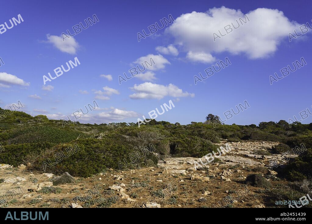 matorral mediterraneo,playa Es Caragol.espacio de alta proteccion medioambiental, Santaniy,comarca de Migjorn, Mallorca. Islas Baleares. Spain.