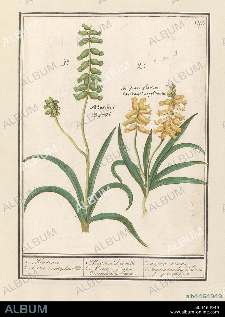 Grape hyacinth (Muscari) 1. Muscari. 2. Muscari with yellowed flower / 1. Muscari Dicadi 2. Muscari slavium Constantinopolitanium. / 1. oignon musque. 2. oignon musquéfleurs jeaunes (title on object), White grape hyacinths. Numbered top right: 143. With the flowers the Latin names. Part of the second album with drawings of flowers and plants. Ninth of twelve albums with drawings of animals, birds and plants known around 1600, commissioned by Emperor Rudolf II. With explanations in Dutch, Latin and French., Anselmus Boetius de Boodt, 1596 - 1610, paper, watercolor (paint), deck paint, ink, chalk, pen, h 244 mm × w 187 mm.