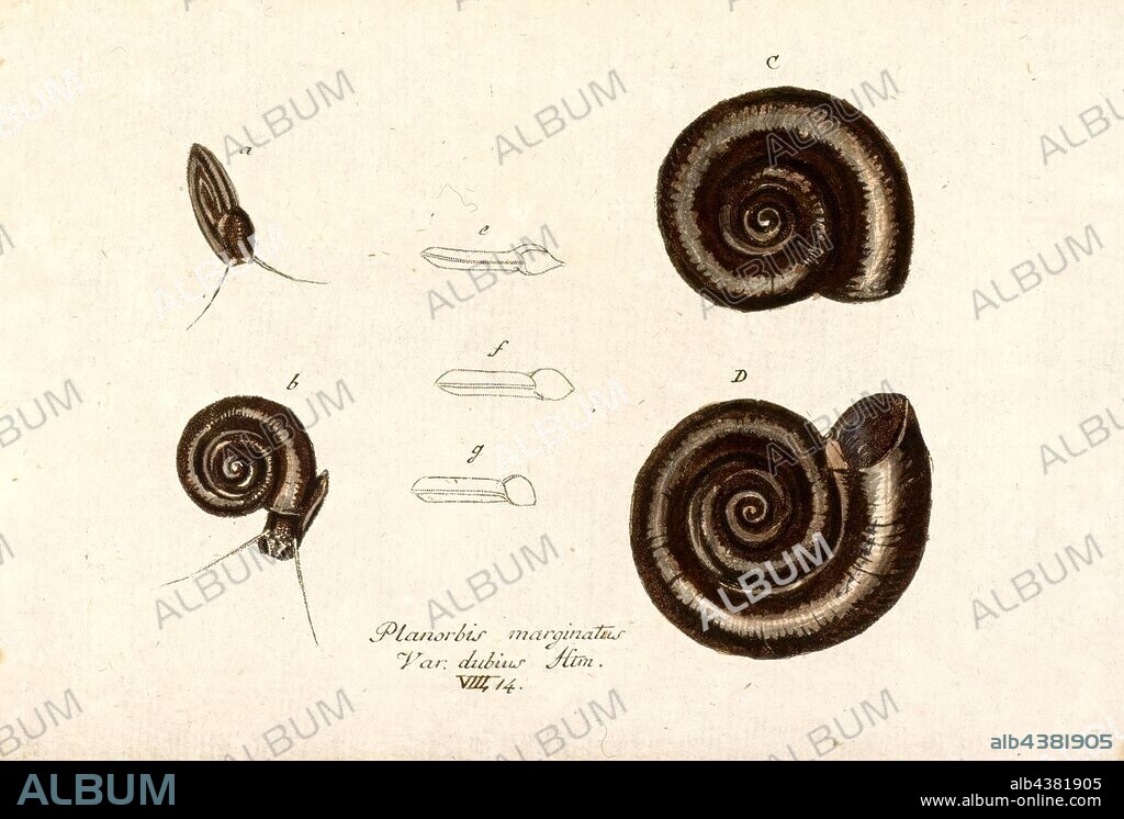 Planorbis marginatus, Print, Planorbis is a genus of air-breathing freshwater snails, aquatic pulmonate gastropod mollusks in the family Planorbidae, the ram's horn snails, or planorbids. All species in this genus have sinistral or left-coiling shells.