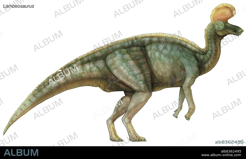 Lambeosaurus, "Lambe's lizard," late Cretaceous dinosaur. A robust herbivore with a distinctive head crest.