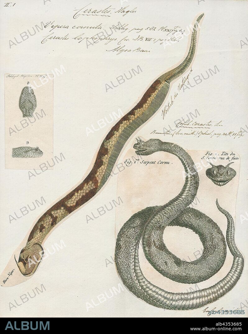 Vipera cornuta, Print, The many-horned adder (Bitis cornuta) is a venomous viper species found in certain rocky desert areas, mostly along the Atlantic coast of southern Africa. They have characteristic tufts of "horns" above each eye. no subspecies are currently recognized., 1700-1880.
