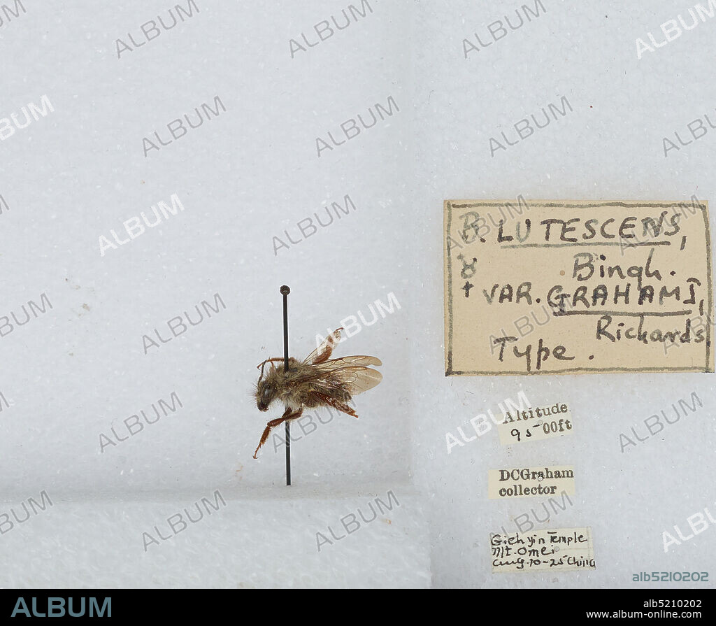 Giehyin Temple Mt. Omei, Sichuan, China, Bombus inexpectatus Tkalcu, 1963, Animalia, Arthropoda, Insecta, Hymenoptera, Apidae, Apinae.