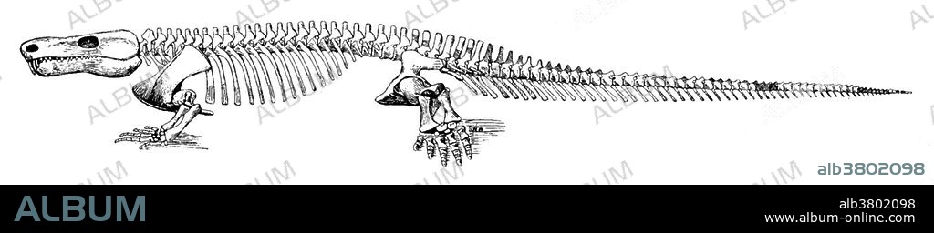 Limnoscelis is a genus of large, very reptile-like diadectomorph (a type of reptile-like amphibian) from the Early Permian of North America. Contrary to other diadectomorphans, Limnoscelis appear to have been a carnivore. Though the post cranial skeleton is very similar to the early large bodied reptiles like pelycosaurs and pareiasaurs, the digits lacked claws, and the bones of the ankle were fused like in other reptile-like amphibians. This would not allow them to use their feet actively in traction, but rather as holdfasts, indicating Limnoscelis primarily hunted slow moving prey. This animal appeared during Cenozoic era, from about 65 million years ago to the present. The Cenozoic Era is characterized by the formation of modern continents and the diversification of mammals and plants. Grasses also evolved during the Cenozoic. The climate was warm and tropical toward the beginning of the era and cooled significantly in the second half, leading to.