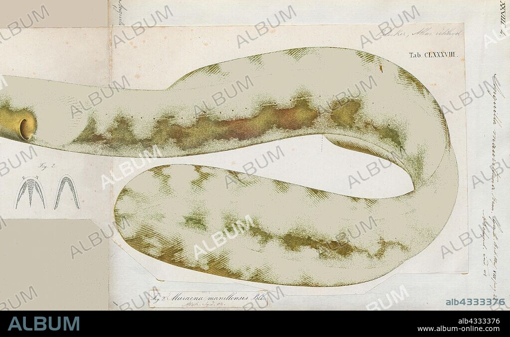 Anguilla mauritiana, Print, The mottled eel (Anguilla bengalensis), also known as the African mottled eel, the Indian longfin eel, the Indian mottled eel, the long-finned eel or the river eel, is a demersal, catadromous eel in the family Anguillidae. It was described by John McClelland in 1844. It is a tropical, freshwater eel which is known from East Africa, Bangladesh, Andaman Islands, Mozambique, Malawi, Sri Lanka, Sumatra, and Indonesia and recently from Madagascar. The eels spend most of their lives in freshwater at a depth range of 3–10 metres, but migrate to the Indian Ocean to breed. Males can reach a maximum total length of 121 centimetres and a maximum weight of 7, 000 grams. The eels feed primarily off of benthic crustaceans, mollusks, finfish and worms., 1864.