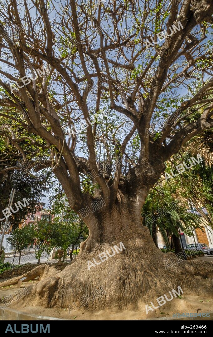 bellaombra de la plaza de la Reina, arbol singular, Phytolacca dioica, Palma, Mallorca, balearic islands, Spain.