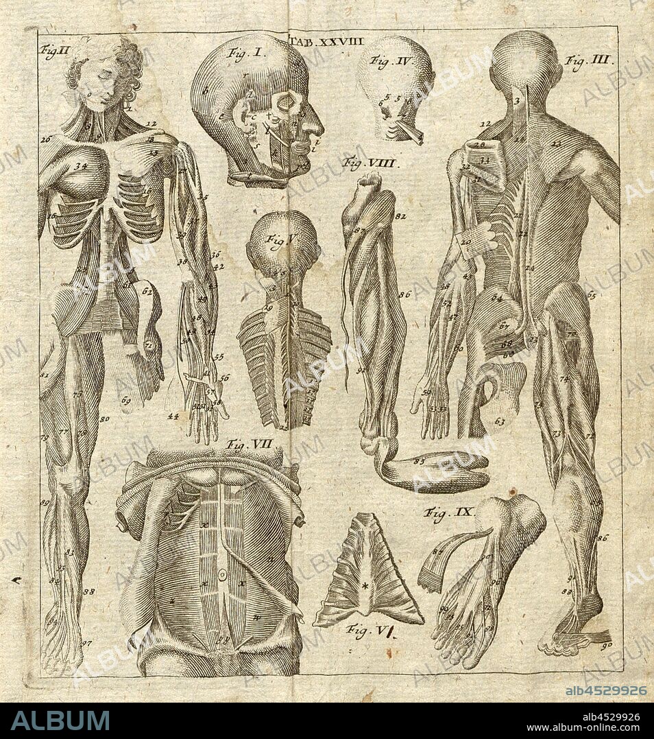 From the Musculn, or Mouse, The Myology, Tab. 28, p. 257, Kulmus, Johann Adam, Johann Adam Kulmus: Anatomische Tabellen: nebst darzu gehörigen Anmerkungen [...]. Siebente verbesserte Ausgabe. Augsburg: verlegts Elias Tobias Lotter, 1764.