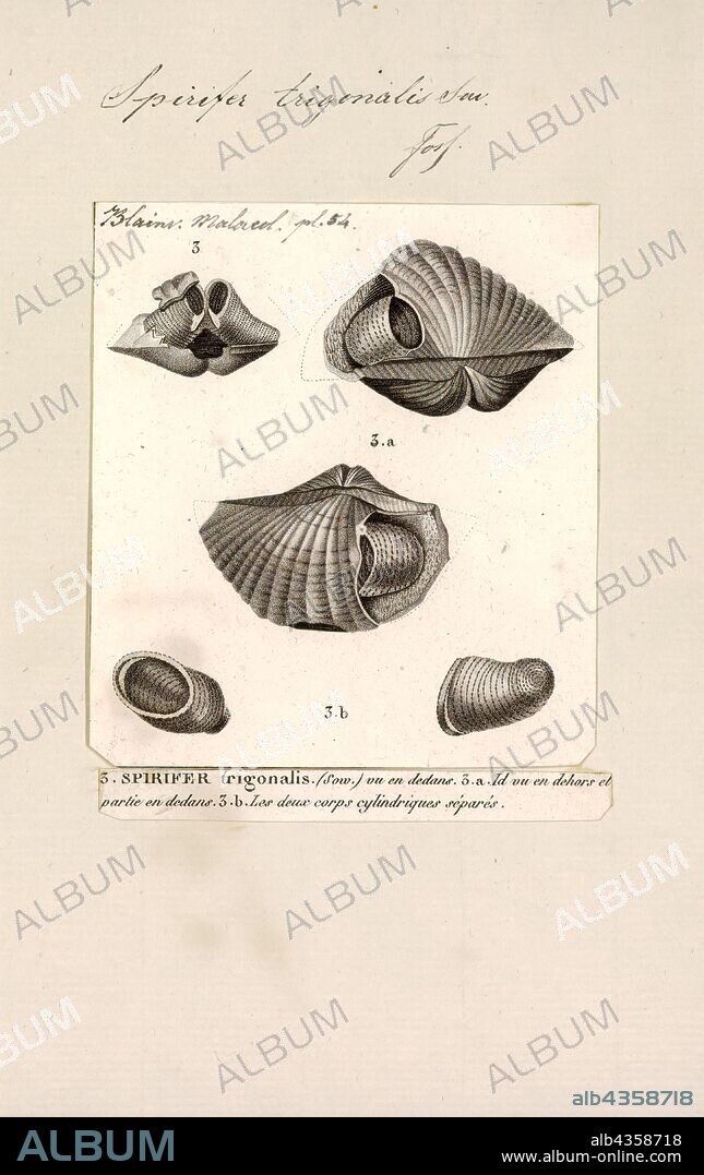 Spirifer trigonalis, Print, Spirifer is a genus of marine brachiopods belonging to the order Spiriferida and family Spiriferidae. Species belonging to the genus lived from the Middle Ordovician (Sandbian) through to the Middle Triassic (Carnian) with a global distribution. They were stationary epifaunal suspension feeders.