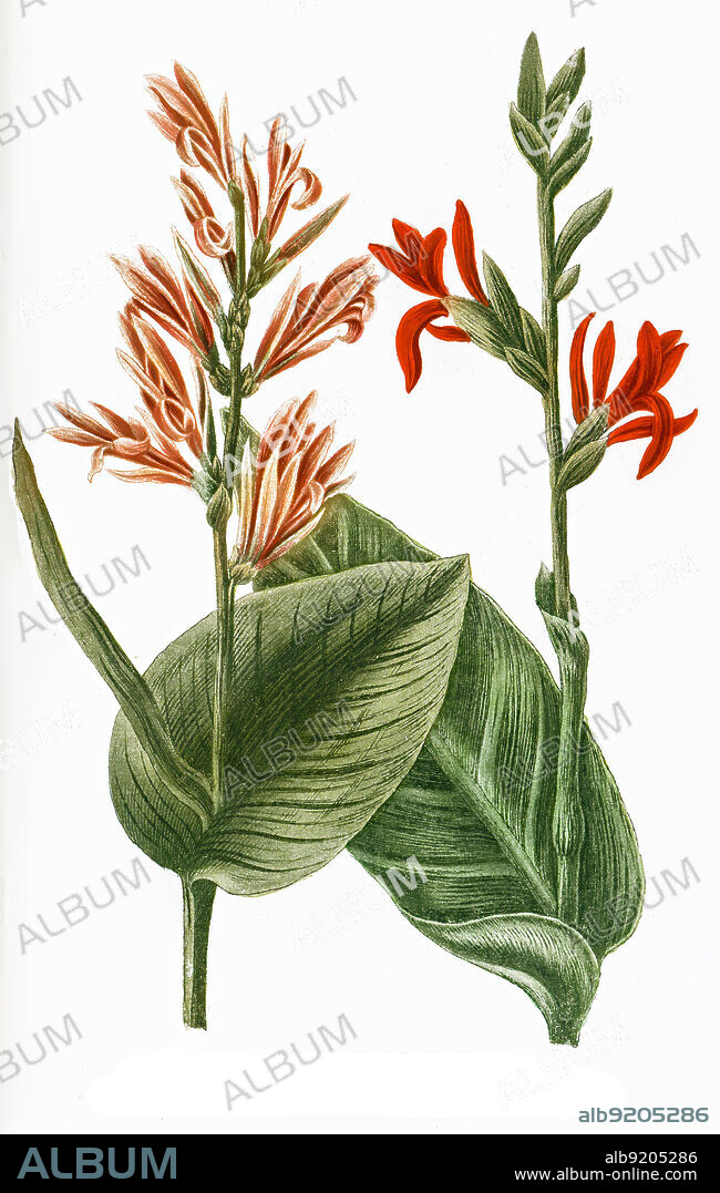 Indisches Blumenrohr, Canna indica, auch Essbare Canna, Achira oder Kapacho, Australische Pfeilwurz / Canna indica, commonly known as Indian shot, African arrowroot, edible canna, purple arrowroot, Sierra Leone arrowroot, Digital retuschierte Illustration aus Phytanthoza iconographica von Johann Wilhelm Weinmann, Maler Bartholomäus Seutter und Kupferstecher Johann Jakob Haid und Johann Elias Ridinger, 1740 / Digitally retouched illustration from Phytanthoza iconographica by Johann Wilhelm Weinmann, painter Bartholomäus Seutter and engravers Johann Jakob Haid and Johann Elias Ridinger, 1740.