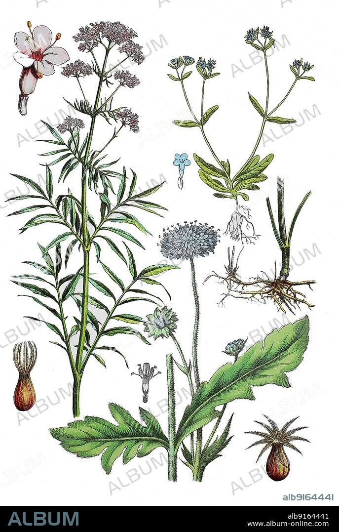 Common Valerian (Valeriana officinalis), flower (left), Valerian root (right centre), Field Widow's-flower, Meadow Widow's-flower, or Meadow Kabiosa, Knautia arvensis (bottom centre), Common Lamb's lettuce, Field lettuce, Mouse-ear lettuce, Rapunzel, Valerianella locusta (top right), Historic, digitally restored reproduction of a 19th century original.