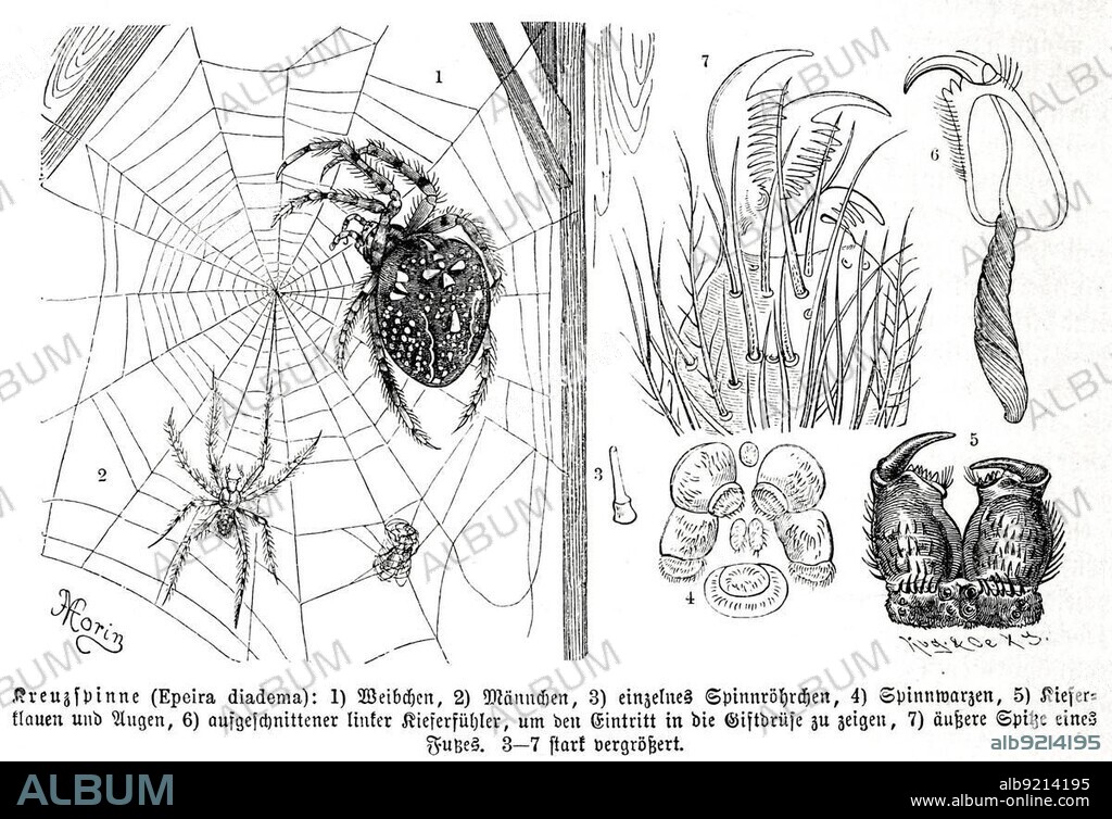 Insects, european garden spider (Araneus diadematus) is the most common representative of the genus of cross spiders in Central Europe, Historical, digitally restored reproduction from a 19th century original.