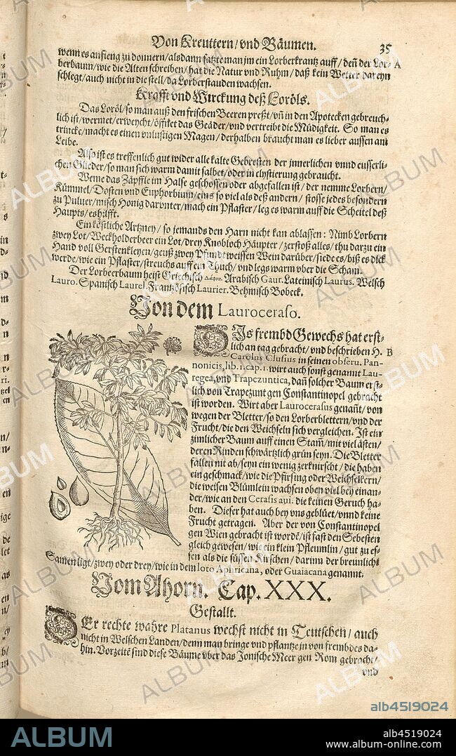 Lauroceraso, Cherry Laurel?, Fol. 35r, 1590, Pietro Andrea Mattioli, Joachim Camerarius: Kreuterbuch desz hochgelehrten unnd weitberühmten Herrn D. Petri Andreae Matthioli. Franckfort am Mayn: [Feyrabendt], 1590.
