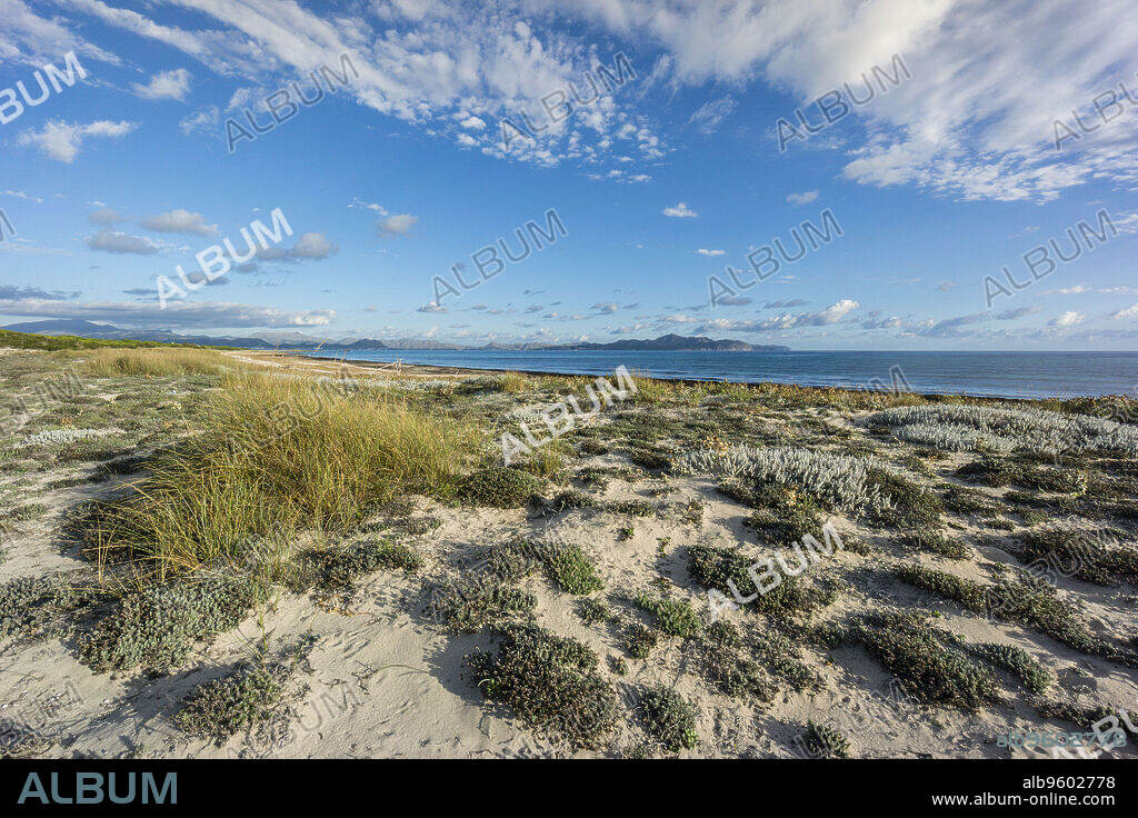 playa de Es Dolç, dunas de Son Real, bahia de Alcudia, Santa Margarida, Mallorca, balearic islands, spain, europe.