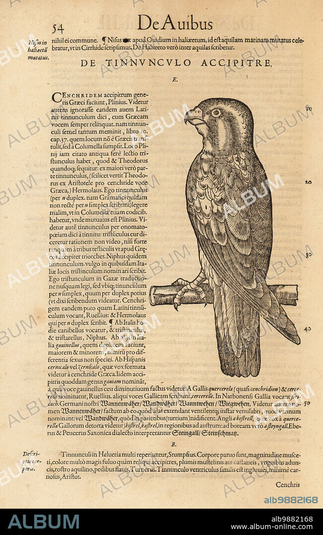 Common kestrel, Falco tinnunculus. De Tinnunculo accipitre. Woodcut engraving after an illustration by Lucas Schan and Conrad Gessner from Conrad Gessners Historiae Animalium, De avium natura, (Natural history of animals: birds), Frankfurt, Wechel for Cambier, 1585.