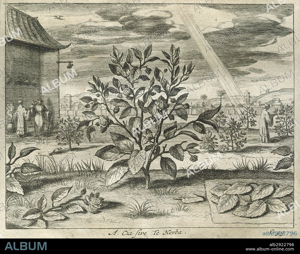 PLANTA DEL TE. Grabado de la obra "China Monumentis Illustrada" de Athanasius KIRCHER (1602-1680), jesuita alemán, físico, matemático, orientalista, filólogo y anticuario. Editada en Amsterdam en el año 1667.