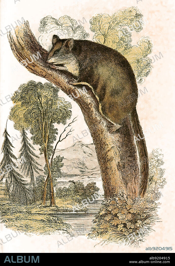 Mittlerer Gleithörnchenbeutler, Petaurus norfolcensis ist eine Art der nachtaktiven Gleitbeutler / pigmy flying-phalanger, squirrel glide, Petaurus norfolcensis, a nocturnal gliding possum, Historisch, historical, digital improved reproduction of an original from the 19th century / digital restaurierte Reproduktion einer Originalvorlage aus dem 19. Jahrhundert, genaues Originaldatum nicht bekannt,.