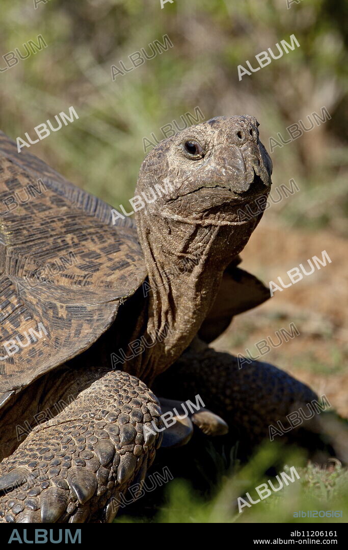 Leopard Tortoise (Geochelone pardalis), Addo Elephant National Park, South Africa, Africa.