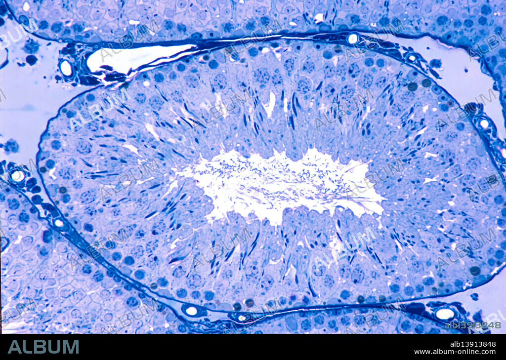 Rat testis, light micrograph. Cross-section of a seminiferous tubule, lined by a seminiferous epithelium where spermatogonia and Sertoli cells are located at the base, primary spermatocytes in pachytene of prophase I of the first meiotic division occupy an intermediate position, and spermatids with elongated nuclei are found near the lumen. 0.5 micrometre thick section of plastic embedded material stained with toluidine blue.