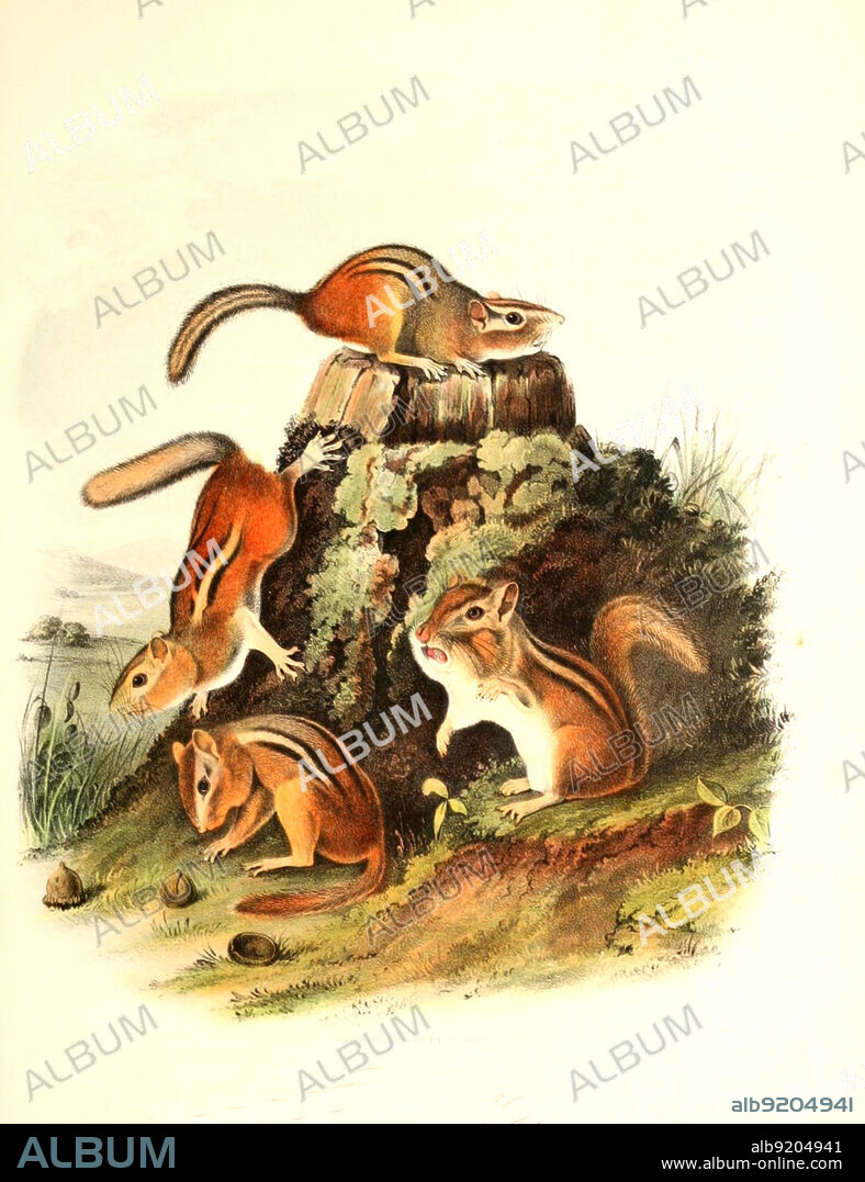 Streifen-Backenhörnchen, Tamias striatu, auch Östliches Chipmunk und Hackee, Histoisch, digital restaurierte Reproduktion einer Originalvorlage aus dem 19. Jahrhundert, genaues Originaldatum nicht bekannt / eastern chipmunk, Tamias striatus, historical, digital improved reproduction of an original from the 19th century.