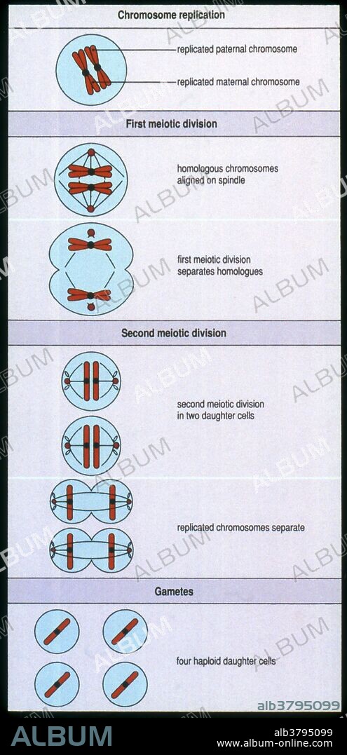 Labeled diagram showing the process of meiosis, the type of cell division necessary for sexual reproduction in eukaryotes. The cells produced by meiosis are gametes or spores.