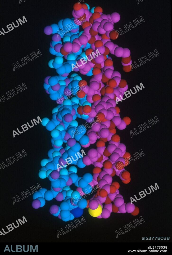 Computer-generated model of a leucine zipper, found in many types of DNA regulatory proteins, where it permits facile joining and separating of protein subunits, thereby aiding in transcriptional regulation. Interdigitating leucine residues act as the teeth of the zipper.