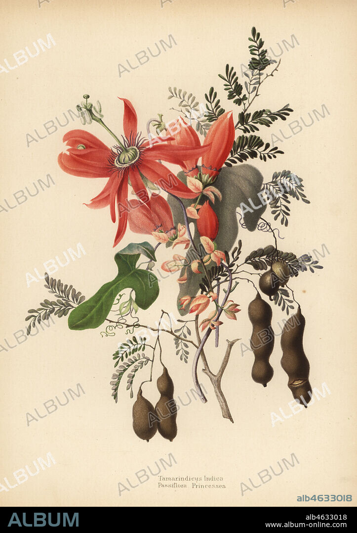 Tamarind, Tamarindus indica, and red passionflower, Passiflora racemosa (Passiflora princeps). Chromolithograph after a botanical drawing by Emily Eden from her Flowers from an Indian Garden: Second Series: Hope, Breidenbach & Co, Dusseldorf, 1860s. Eden was an English female aristocratic writer, novelist and traveler who accompanied her brother George in India from 1836 to 1842.