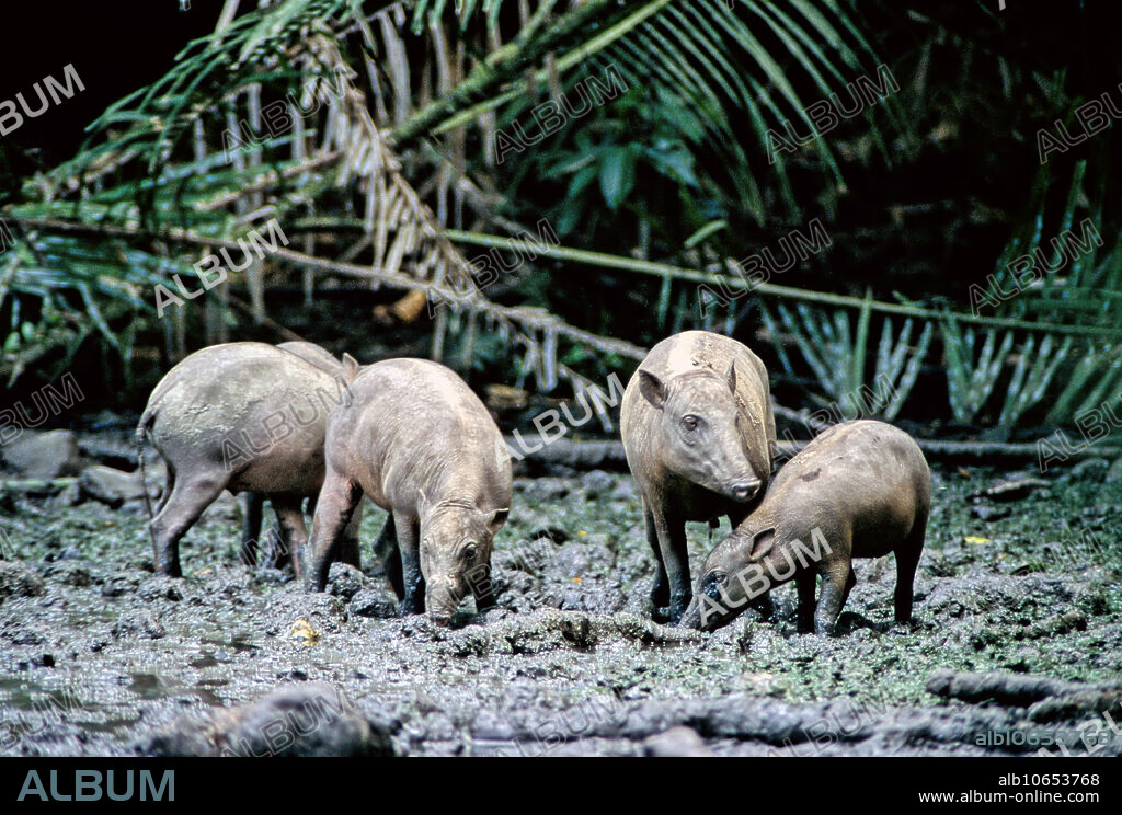 Sulawesi Babirusas (Babyrousa celebensis) at a saltlick and wallow in lowland rainforest, Suaka Margasatwa Nantu nature reserve, Sulawesi, Indonesia. IUCN: Vulnerable.