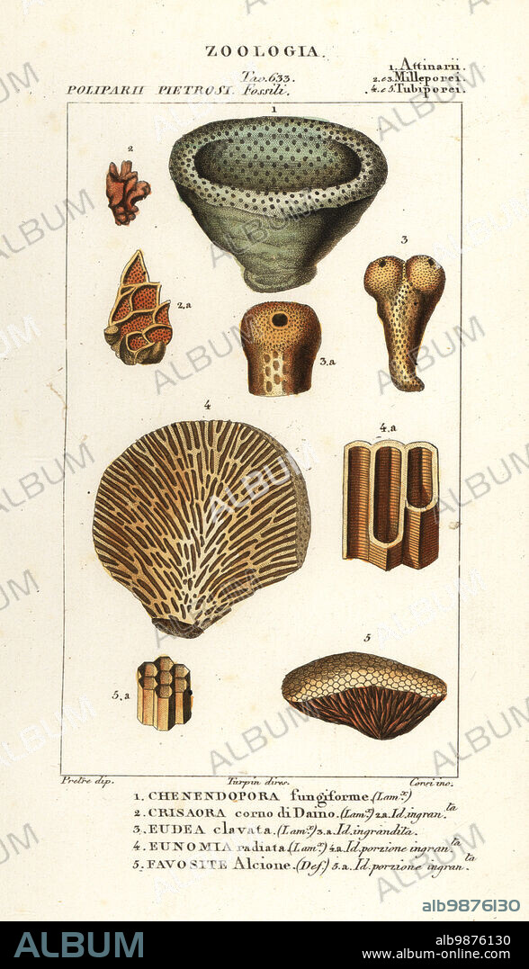 Fossils of extinct coral. Chenendopora fungiformis 1, Chrysaora damaecornis 2, sponge, Eudea clavata 3, stony coral, Lochmaeosmilia radiata 4, tabulate coral, Favosites alcyon 5. Chenendopora fungiforme, Crisaora corno di Daino, Eudea clavata, Eunomia radiata, Favosite Alcione. Handcoloured copperplate stipple engraving from Antoine Laurent de Jussieu's Dizionario delle Scienze Naturali, Dictionary of Natural Science, Florence, Italy, 1837. Illustration engraved by Corsi, drawn by Jean Gabriel Pretre and directed by Pierre Jean-Francois Turpin, and published by Batelli e Figli. Turpin (1775-1840) is considered one of the greatest French botanical illustrators of the 19th century.