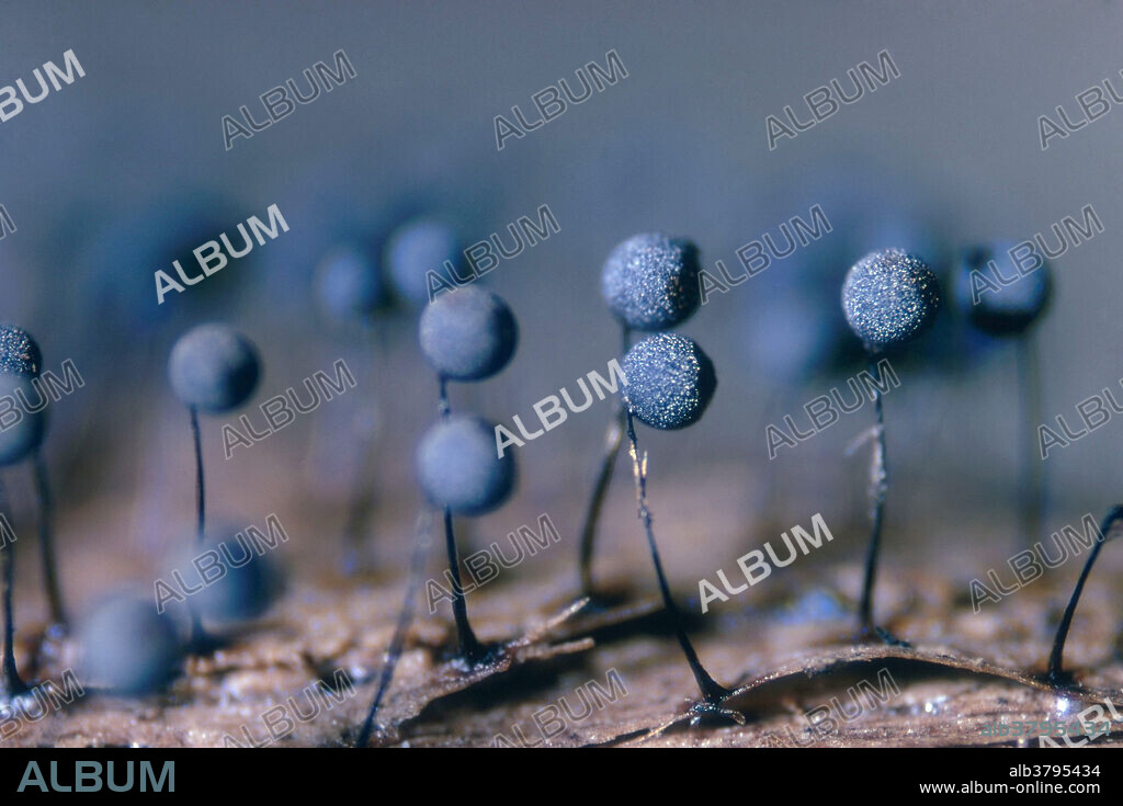 Lamproderma scintillans, a slime mold. Magnification x6.5.