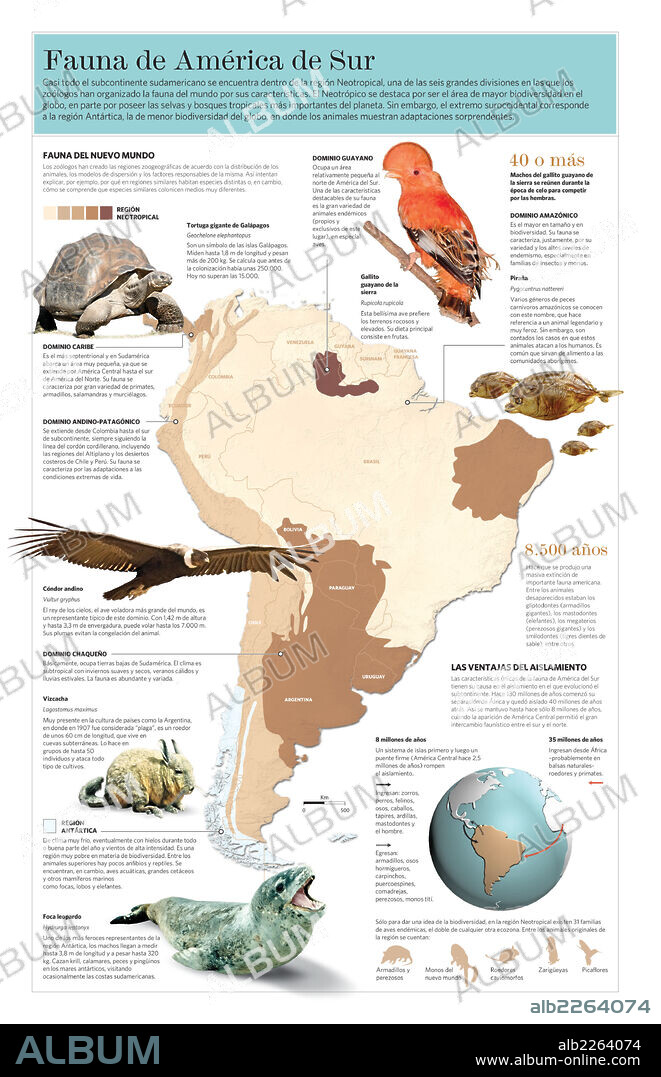 FAUNA DE AMERICA DEL SUR. Infografía sobre la fauna de América del Sur y su distribución en el territorio.