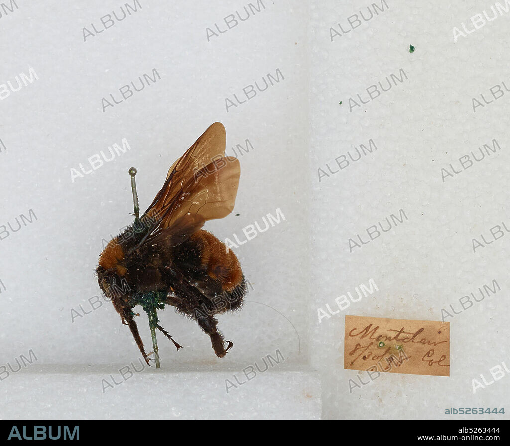 Montclair, Denver, Colorado, United States, Bombus sp., Animalia, Arthropoda, Insecta, Hymenoptera, Apidae, Apinae.