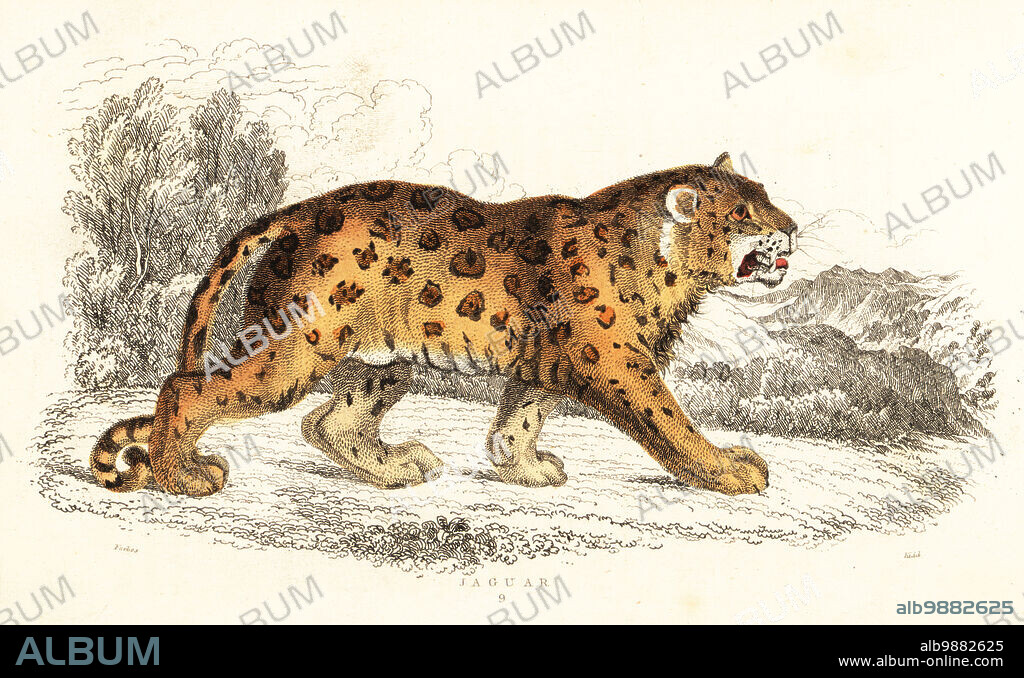 Jaguar, Panthera onca (Felis onca). Handcoloured steel engraving by Joseph Kidd after an illustration by Alexander Forbes from William Rhinds The Miscellany of Natural History: Feline Species, edited by Sir Thomas Dick Lauder, Fraser & Co., Edinburgh, Scotland, 1834.