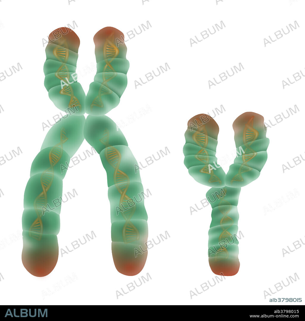 Illustration of XY chromosome pair. Each chromosome consists of two identical strands (chromatids), aligned parallel to each other and joined at an area called a centromere. An individual's sex is determined by the presence or absence of the Y chromosome. Men have an X and Y chromosome while Women have two X chromosomes. Chromosomes consist of very condensed deoxyribonucleic acid (DNA). DNA contains sections, called genes, which encode the body's genetic information.