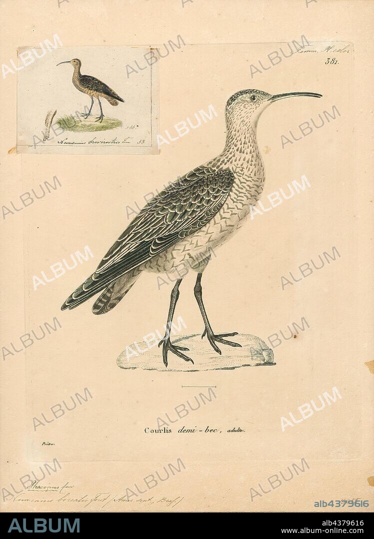 Numenius borealis, Print, The Eskimo curlew (Numenius borealis), or the northern curlew, is a species of curlew in the family Scolopacidae. It was one of the most numerous shorebirds in the tundra of western Arctic Canada and Alaska, with approximately two million birds killed per year in the late 1800s. As there has not been a reliable sighting since 1987 or a confirmed sighting since 1963, the Eskimo curlew is now considered possibly extinct. The bird was about 30 cm (12 in) long and fed mostly on insects and berries., 1700-1880.