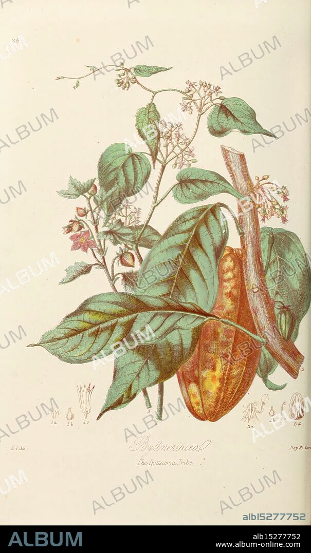 Illustrations of the natural orders of plants with groups and descriptions. v.1 London, Sampson Low, Son, and Marston, 1868, botany, pictorial works, Urbana, Champaign, women in science, Elizabeth Twining, flowers, Elizabeth Twining, Elizabeth Twining, A botanical illustration depicting the cacao plant, featuring a prominent cacao pod in various shades of brown and orange, showcasing its textured surface. Surrounding the pod are vivid green leaves with intricate veins and smaller, delicate flowers that exhibit hints of pink. At the bottom, detailed sketches of the plant's anatomical features, including the pod's section, flowers, and leaves, provide a scientific reference to the species. The overall composition highlights the beauty and complexity of the cacao plant, emphasizing its significance in agriculture and food production.