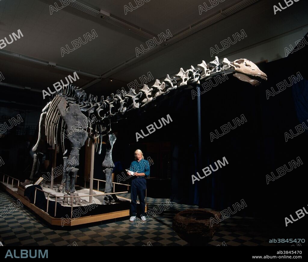 Apatosaurus skeleton at the Geological Museum of the University of Wyoming at Laramie.