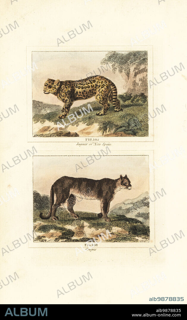 Jaguar of New Spain, Panthera onca 105, and cougar, Puma concolor 106. Handcoloured copperplate engraving after Jacques de Seve from James Smith Barrs edition of Comte Buffons Natural History, A Theory of the Earth, General History of Man, Brute Creation, Vegetables, Minerals, T. Gillet, H. D. Symonds, Paternoster Row, London, 1807.