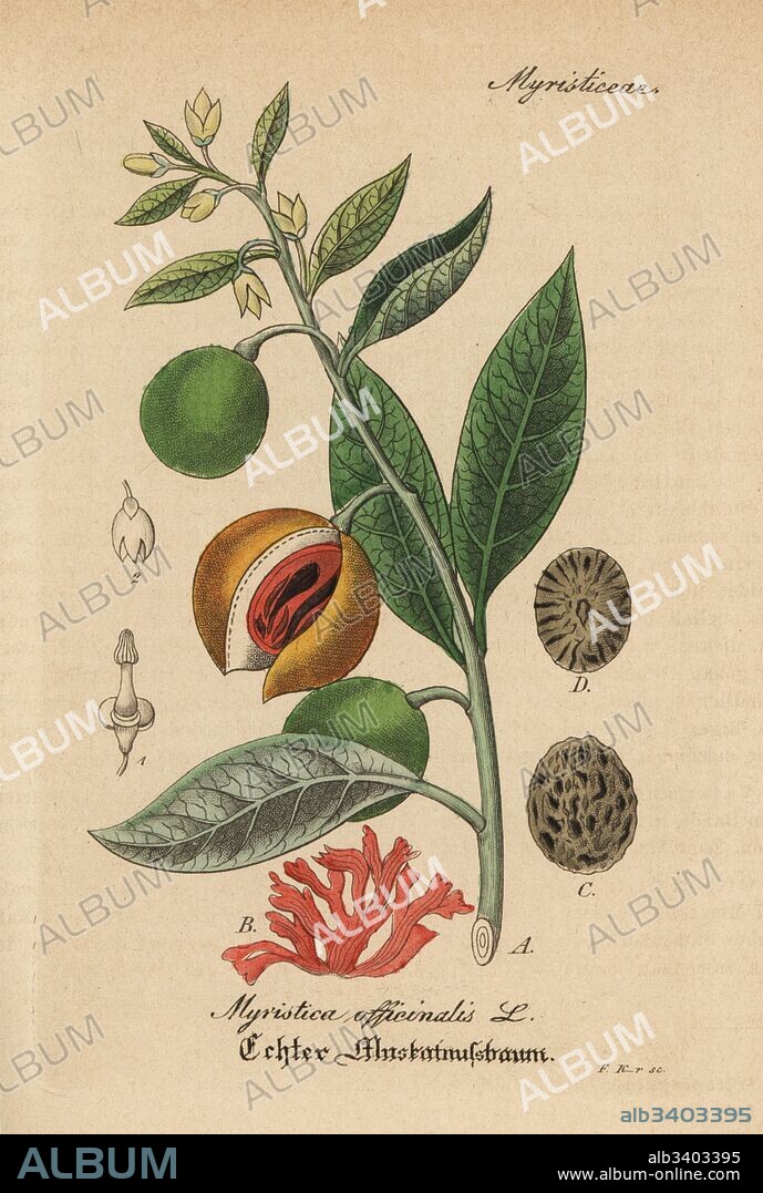 Mace and nutmeg, Myristica fragrans (Myristica officinalis). Handcoloured copperplate engraving from Dr. Willibald Artus' Hand-Atlas sammtlicher mediinisch-pharmaceutischer Gewachse, (Handbook of all medical-pharmaceutical plants), Jena, 1876.