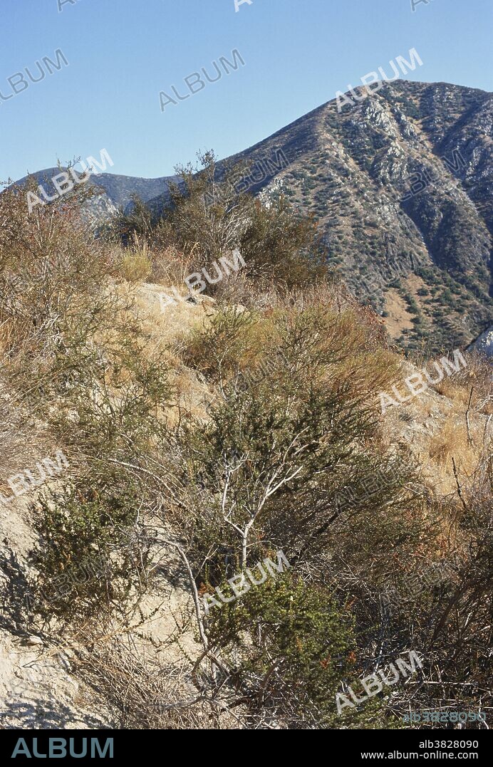 Coastal chaparral biome, near Acton, California. This plant community, found primarily in the U.S. state of California and in the northern portion of the Baja California peninsula, Mexico, is shaped by a Mediterranean climate (mild, wet winters and hot dry summers) and wildfire, having summer drought tolerant plants with hard sclerophyllous evergreen leaves, as contrasted with the associated soft leaved, drought deciduous, scrub community of coastal sage scrub, found below the chaparral biome.