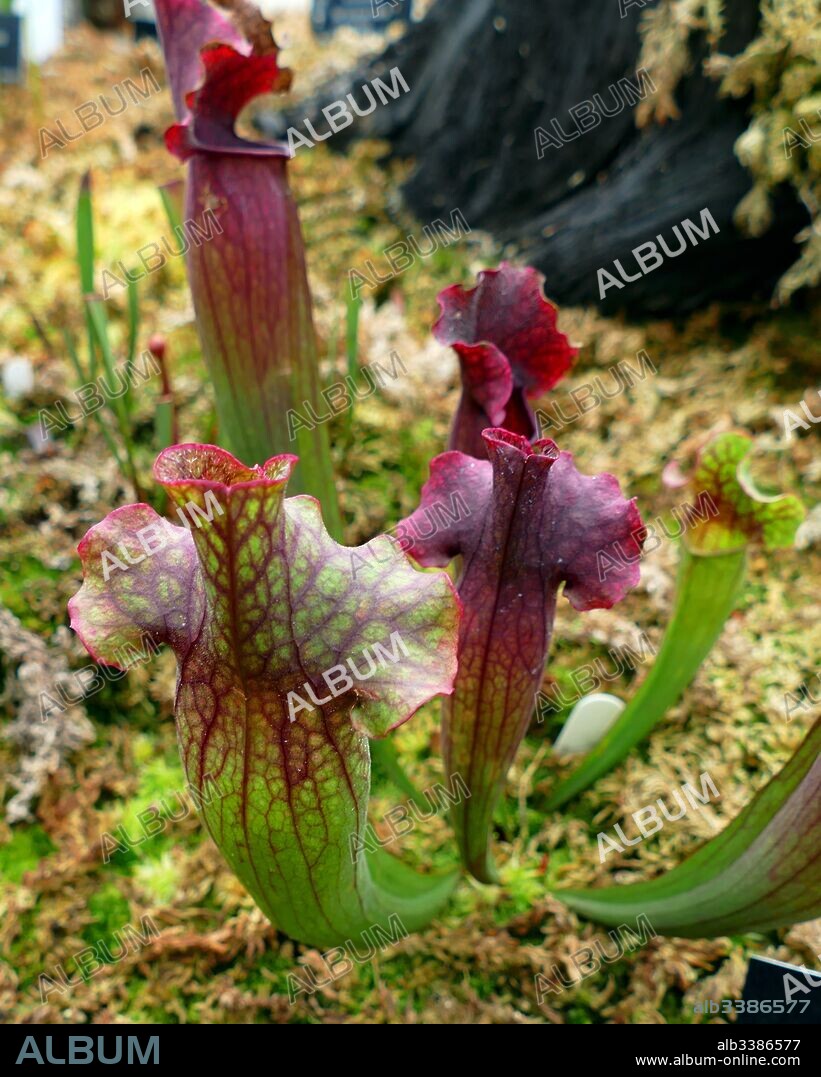 Pinguicula, commonly known as the butterworts, is a genus of carnivorous plants that use sticky, glandular leaves to lure, trap, and digest insects in order to supplement the poor mineral nutrition they obtain from the environment. Of the roughly 80 currently known species,.