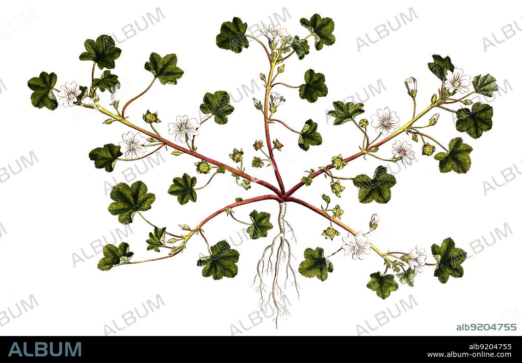 Kleinblütige Malve, Malva pusilla / Malva pusilla, also known as Malva rotundifolia, the low mallow, small mallow, or the round-leaved mallow, historical, digital improved reproduction of an original from the 19th century / digital restaurierte Reproduktion einer Originalvorlage aus dem 19. Jahrhundert, genaues Originaldatum nicht bekannt.