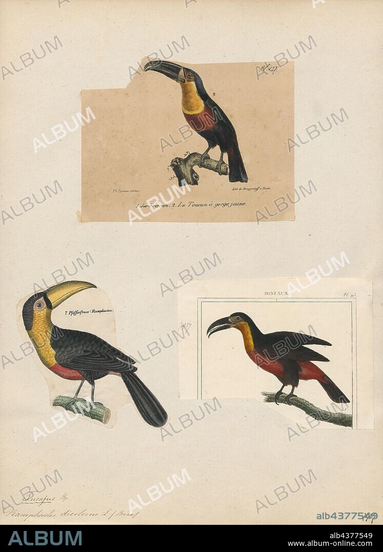 Ramphastos dicolorus, Print, The green-billed toucan (Ramphastos dicolorus), or red-breasted toucan, is a near-passerine bird in the family Ramphastidae found in southern and eastern Brazil, Pantanal of Bolivia, eastern Paraguay and far north-eastern Argentina. It is primarily found in the Atlantic Forest. Overall, it is fairly common, and therefore considered to be of least concern by IUCN., 1700-1880.