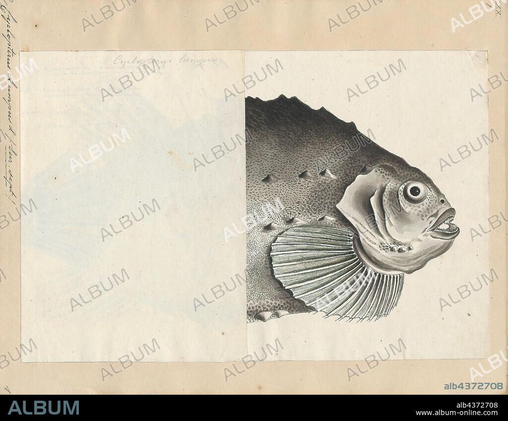 Cyclopterus lumpus, Print, Cyclopterus lumpus, the lumpsucker or lumpfish, is a species of marine fish in the family Cyclopteridae (lumpsuckers). It is the only member of the genus Cyclopterus. It is found in the North Atlantic and adjacent parts of the Arctic Ocean, ranging as far south as Chesapeake Bay (rare south of New Jersey) on the North American coast and English Channel on the European coast., 1700-1880.